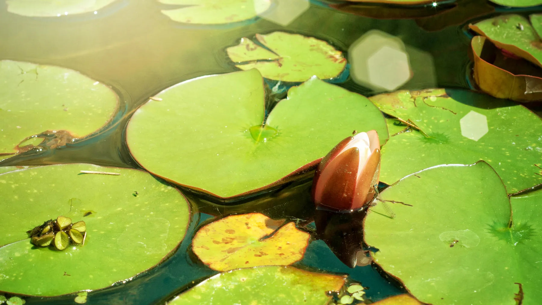 Spring Time means Pond Time