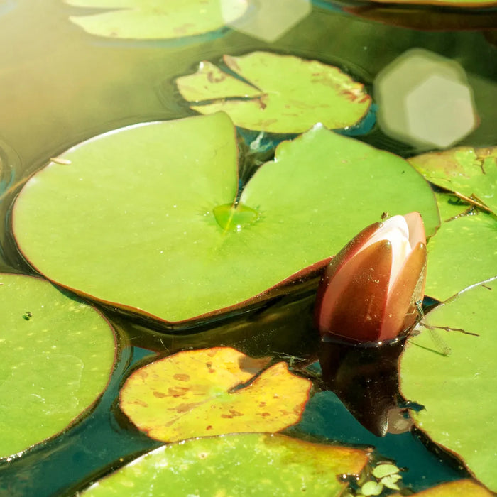Spring Time means Pond Time