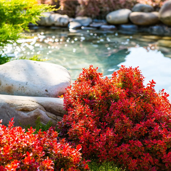 Spice up your yard!