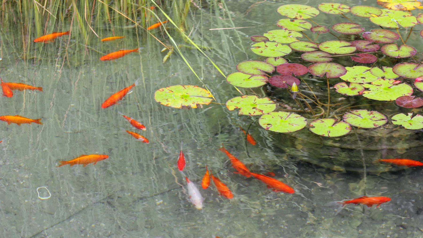 Super Clear Fish Pond with Goldfish & Lily Pads