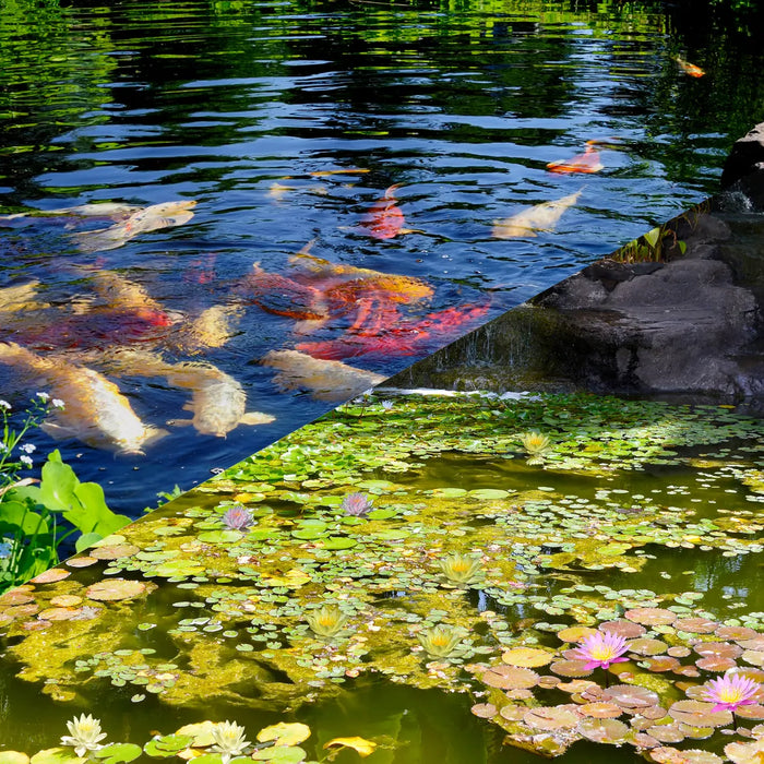Fish Pond or Water Garden?