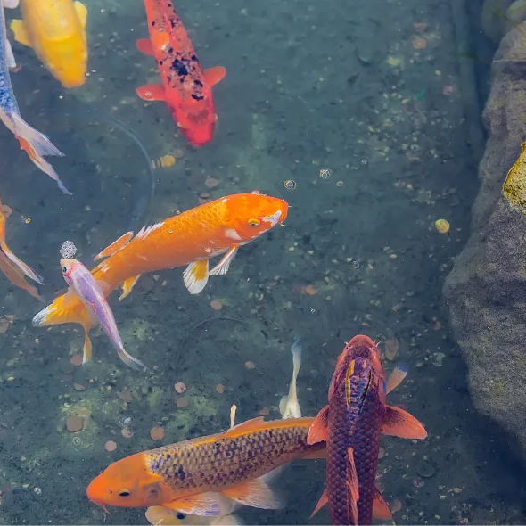 Tips for Rehousing a Fish