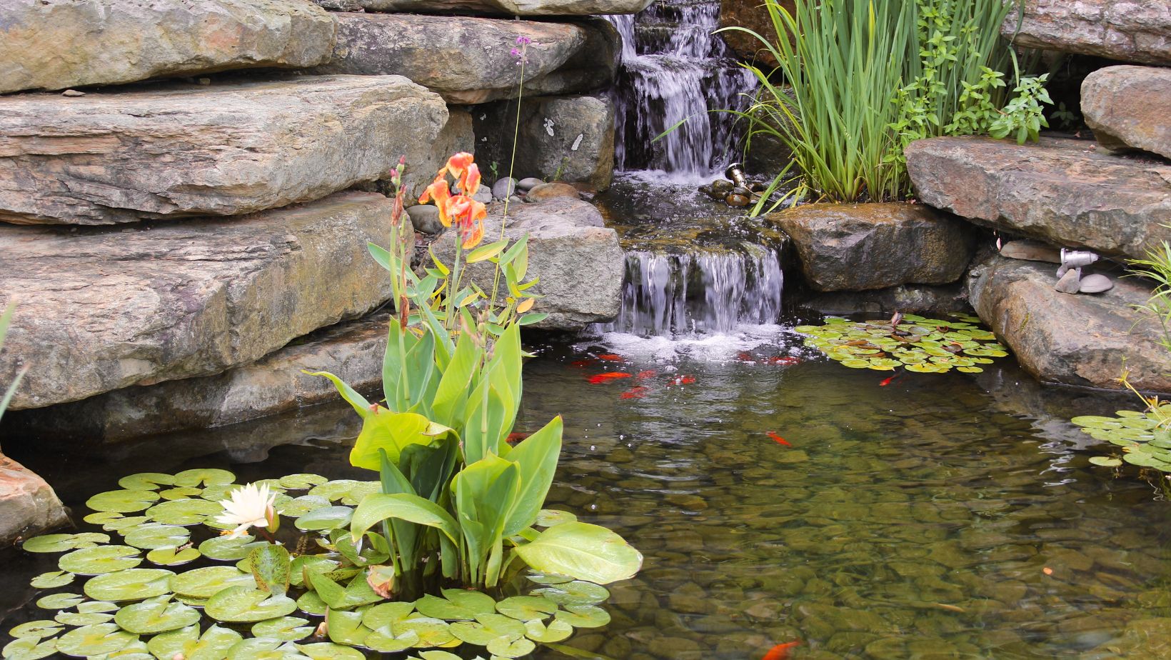Setup a Pond in your Yard