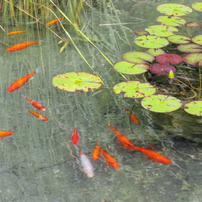 Super Clear Fish Pond with Goldfish & Lily Pads
