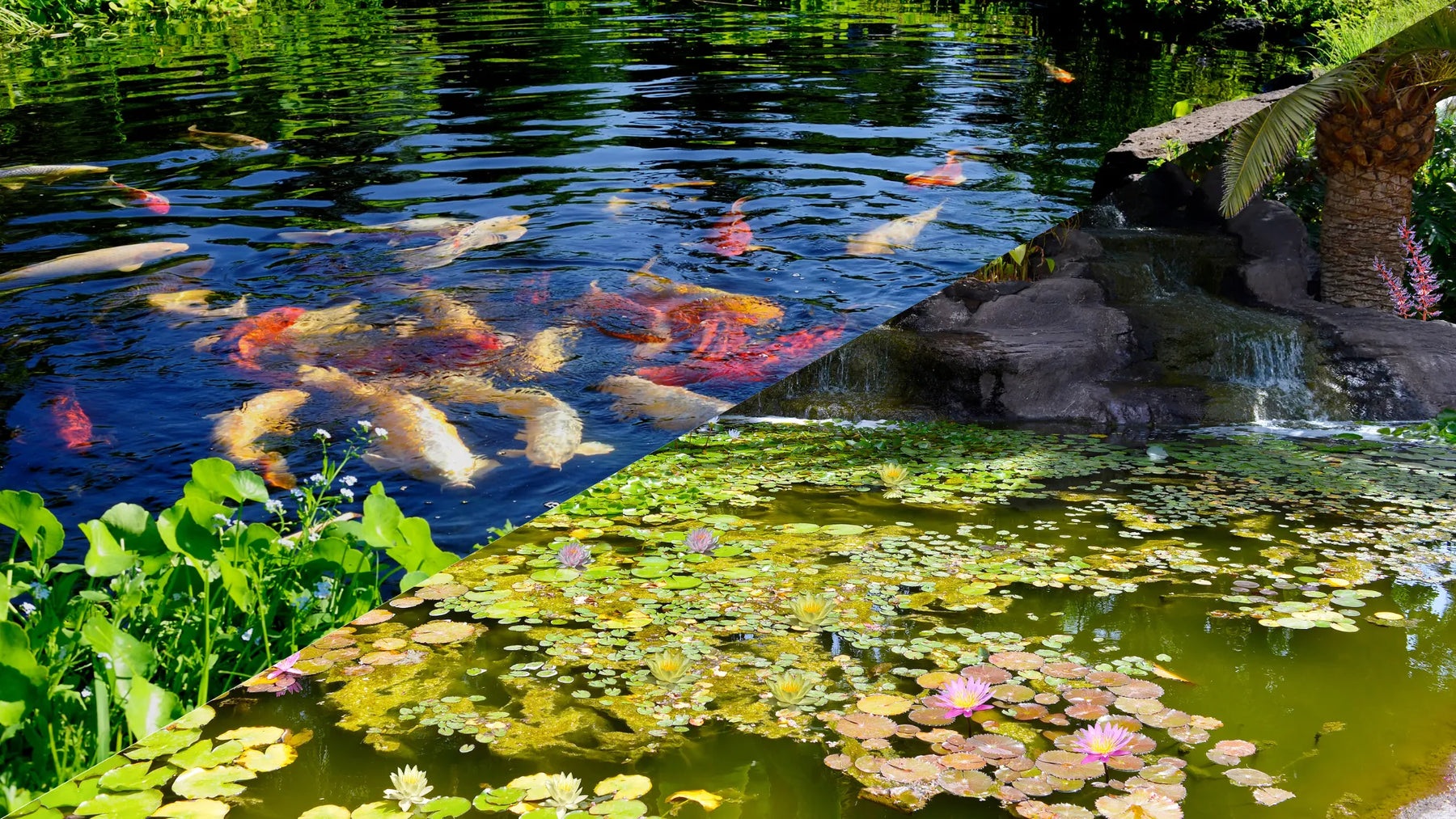 Fish Pond or Water Garden?
