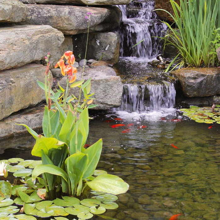 Setup a Pond in your Yard