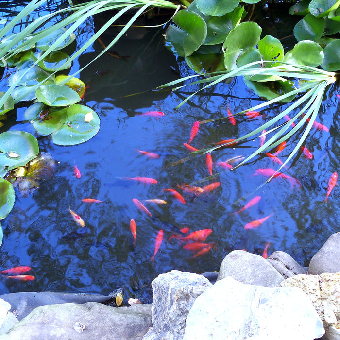 How to Protect Fish from Summer Heat