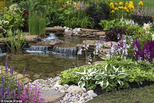 Everything you Need to Build a Water Garden